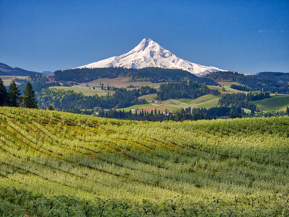 USA-Oregon. Mt. Hood in the distance with fruit orchards in the foreground.